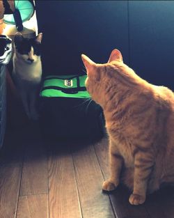 Cat sitting on hardwood floor