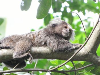 Monkey on tree trunk