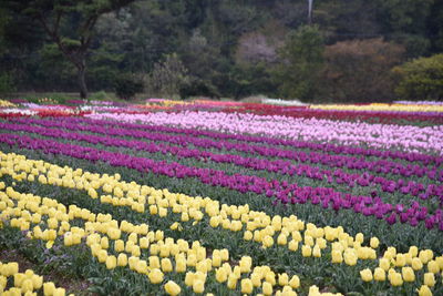 Scenic view of purple tulips on field