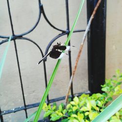 Close-up of insect on plant