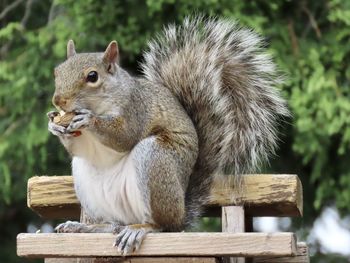 Squirrel with peanut