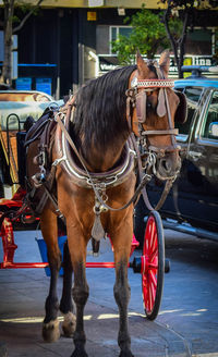Horse cart in front of street