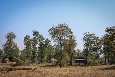 Trees on field against clear sky