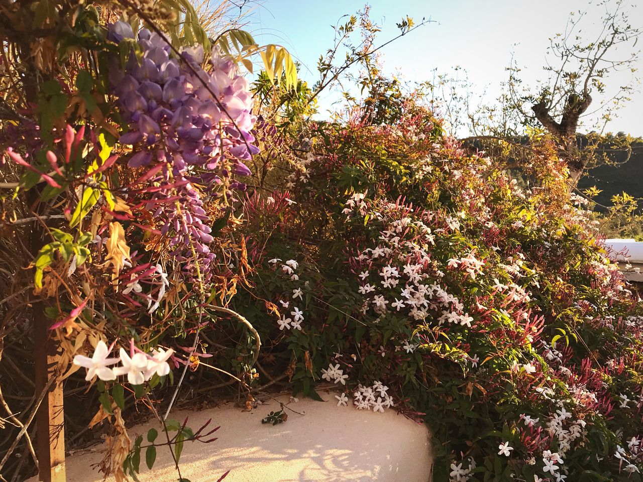 CLOSE-UP OF FLOWERING PLANTS AGAINST TREES AND SUNLIGHT