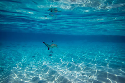 View of fish swimming in sea