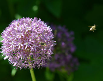 Close-up of insect on purple flowering plant