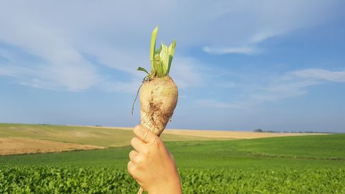 Cropped hand holding radish at beach against sky