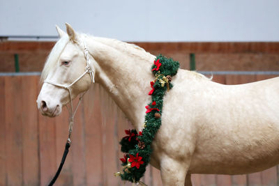 Horse standing against wall