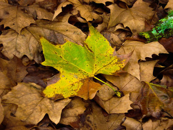 Close-up of maple leaves