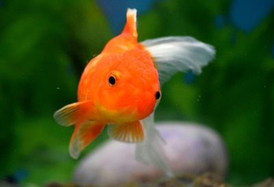 Close-up of fish swimming in aquarium