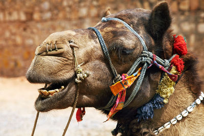 Close-up of camel outside monkey temple