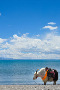 Yak standing by namtso against sky