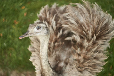 Close-up of a bird