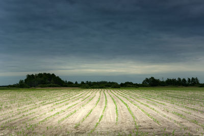 Corn seedlings in the field and dark clouds on the sky, spring rural view