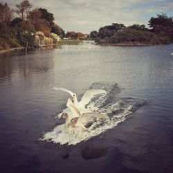 Swan swimming in lake against sky