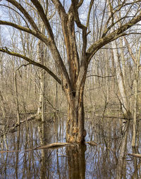 Bare tree by lake in forest
