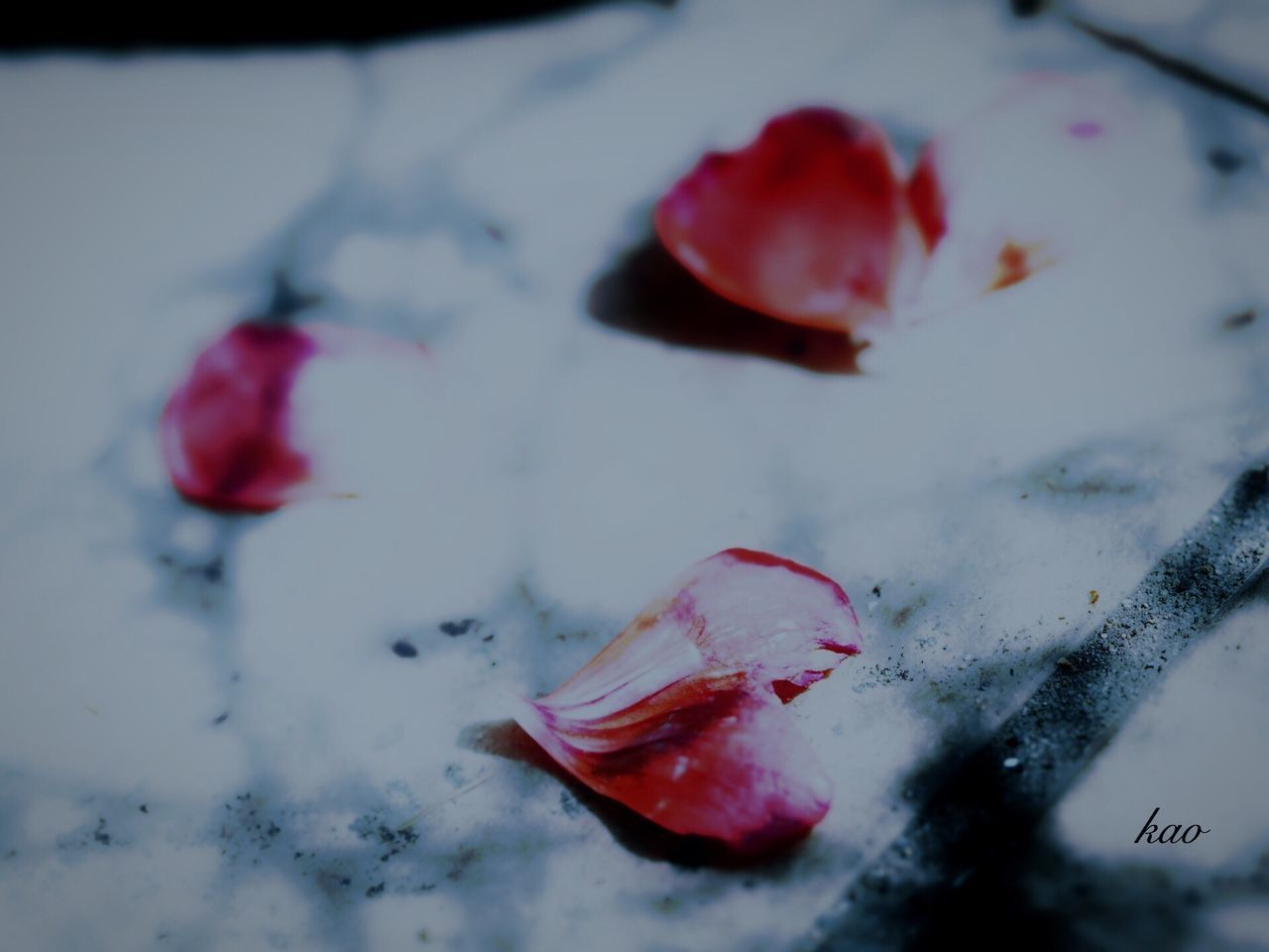 red, close-up, indoors, weather, winter, pink color, selective focus, rose - flower, wall - building feature, focus on foreground, cold temperature, no people, heart shape, snow, season, day, flower, frozen, still life, wet