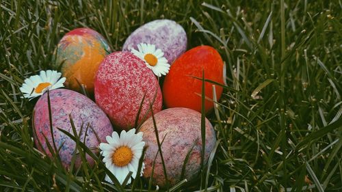 Close-up of flowering plants on field