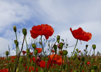 Red poppies blooming in field