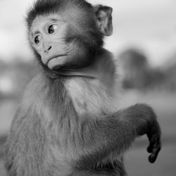 Close-up of monkey