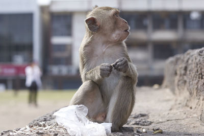 Close-up of young monkey sitting on steps