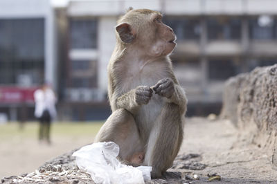 Close-up of monkey in zoo