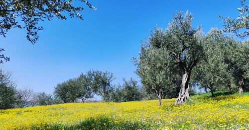 Yellow flowering plants on field against clear sky