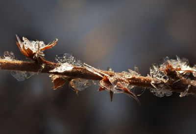 Close-up of spider on web