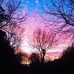 Silhouette of bare tree at sunset