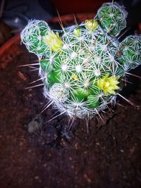 High angle view of cactus plant