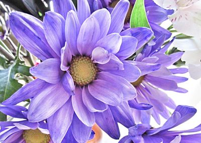 Close-up of purple flowers blooming outdoors