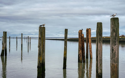 Birds perching on wooden post in sea against sky