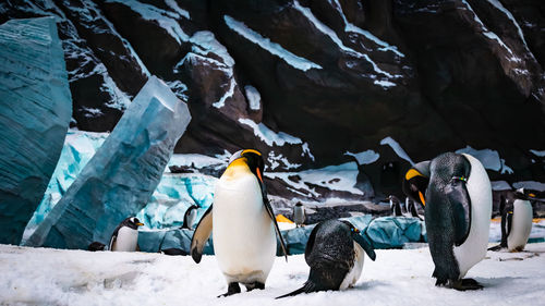 Penguin on snow