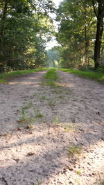 Road amidst trees in forest