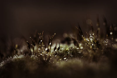 Close-up of grass