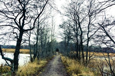Empty road along trees