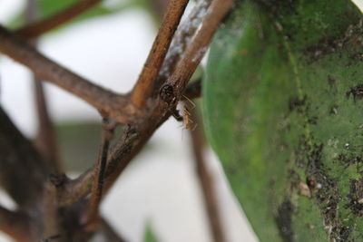 Close-up of rusty metal fence