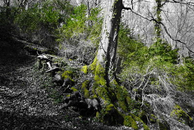 Trees in forest