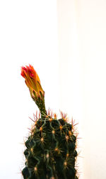 Close-up of cactus plant against white background