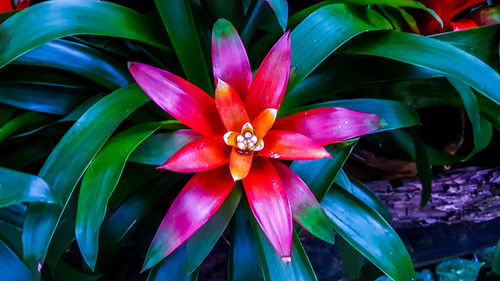 Close-up of flower blooming outdoors