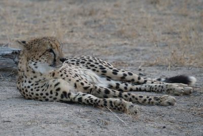 View of a cat lying on land