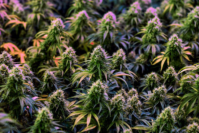 Full frame shot of plants