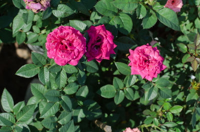 Close-up of pink rose plant