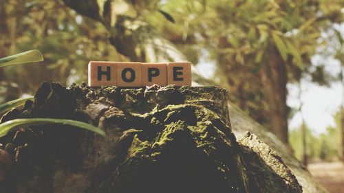 Close-up of text on tree trunk