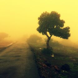 Road passing through forest