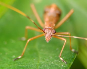 Close-up of insect on leaf