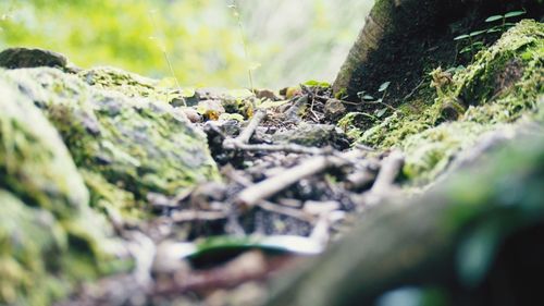 Close-up of moss on rocky surface