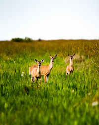 Deer in a field