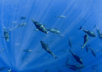 Atlantic bluefin tuna