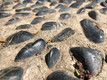 High angle view of shells on sand